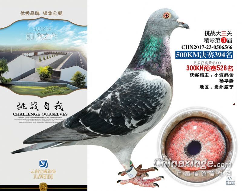 云南省宣威市银集赛鸽中心决赛加拍照片