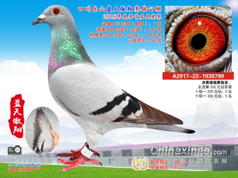 四川乐山蓝天傲翔赛鸽公棚2018年获奖鸽照片