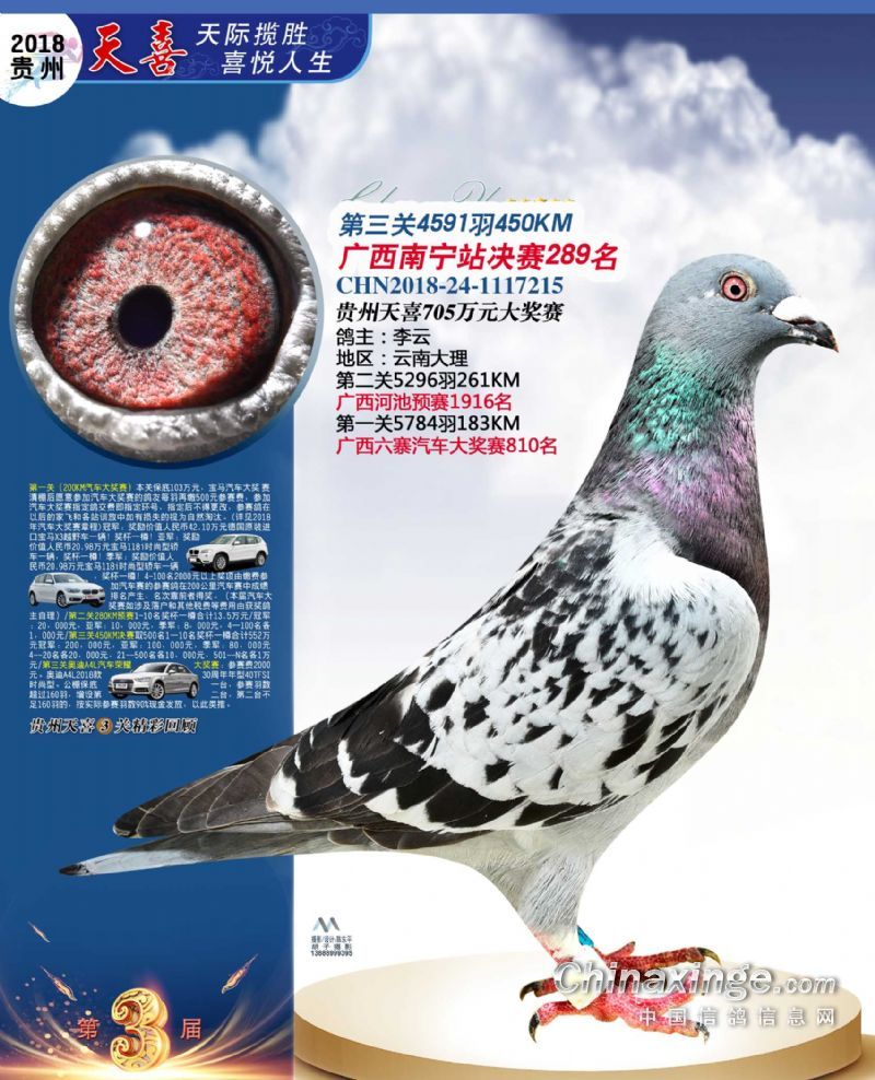 贵州贵阳天喜赛鸽中心决赛201名-300名照片欣赏