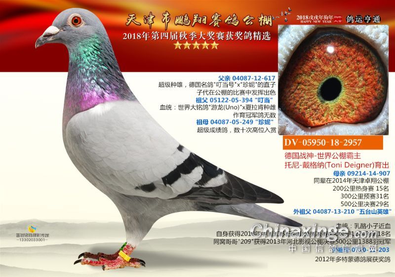 天津鹏翔公棚30羽德国原环鸽照片