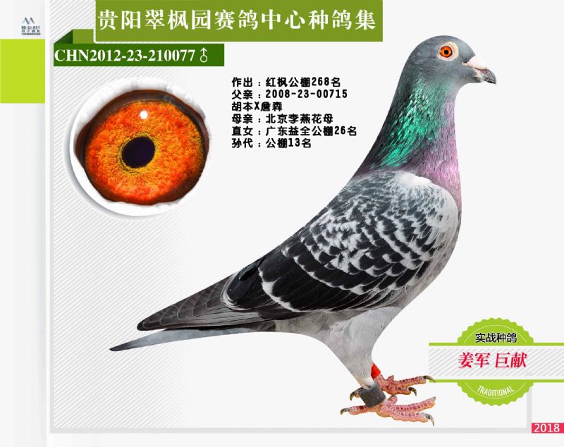 翠枫园赛鸽中心种鸽拍卖专集照片欣赏(二)