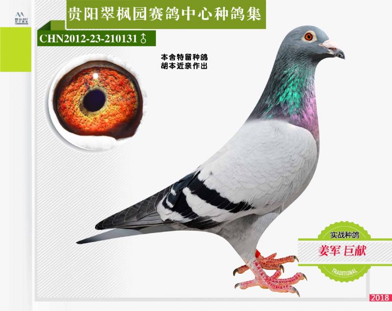 翠枫园赛鸽中心种鸽拍卖专集照片欣赏(二) - 贵州翠枫