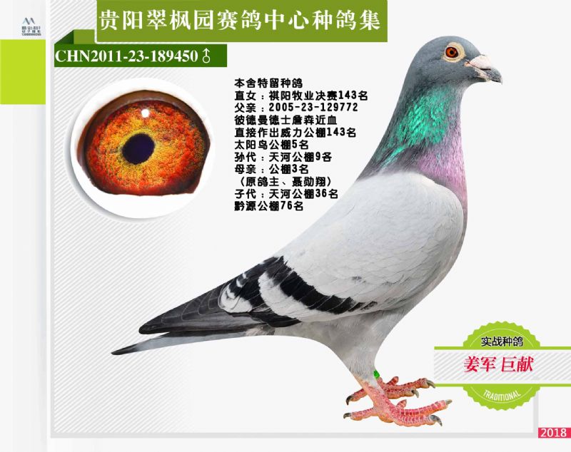 翠枫园赛鸽中心种鸽拍卖专集照片欣赏(三)