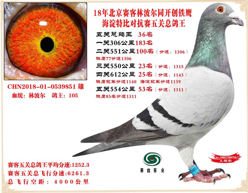18北京赛客,开创铁鹰,海淀特比五关对抗赛获奖鸽照片1