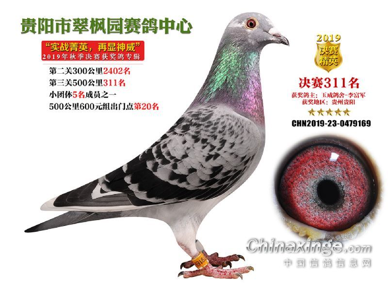 翠枫园2019年获奖鸽照片(301-350)