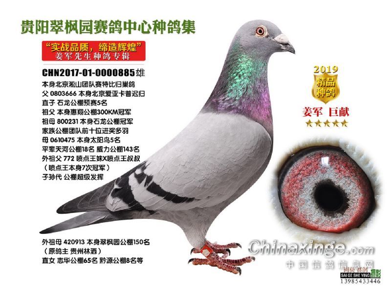 姜军铭鸽图(二) - 贵州翠枫园赛鸽中心 - 中信网各地.