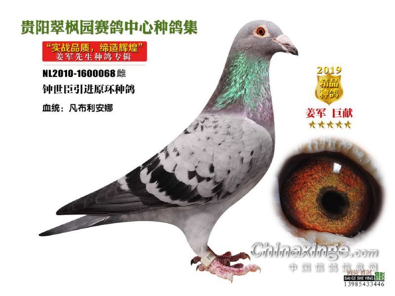 姜军铭鸽图(二)