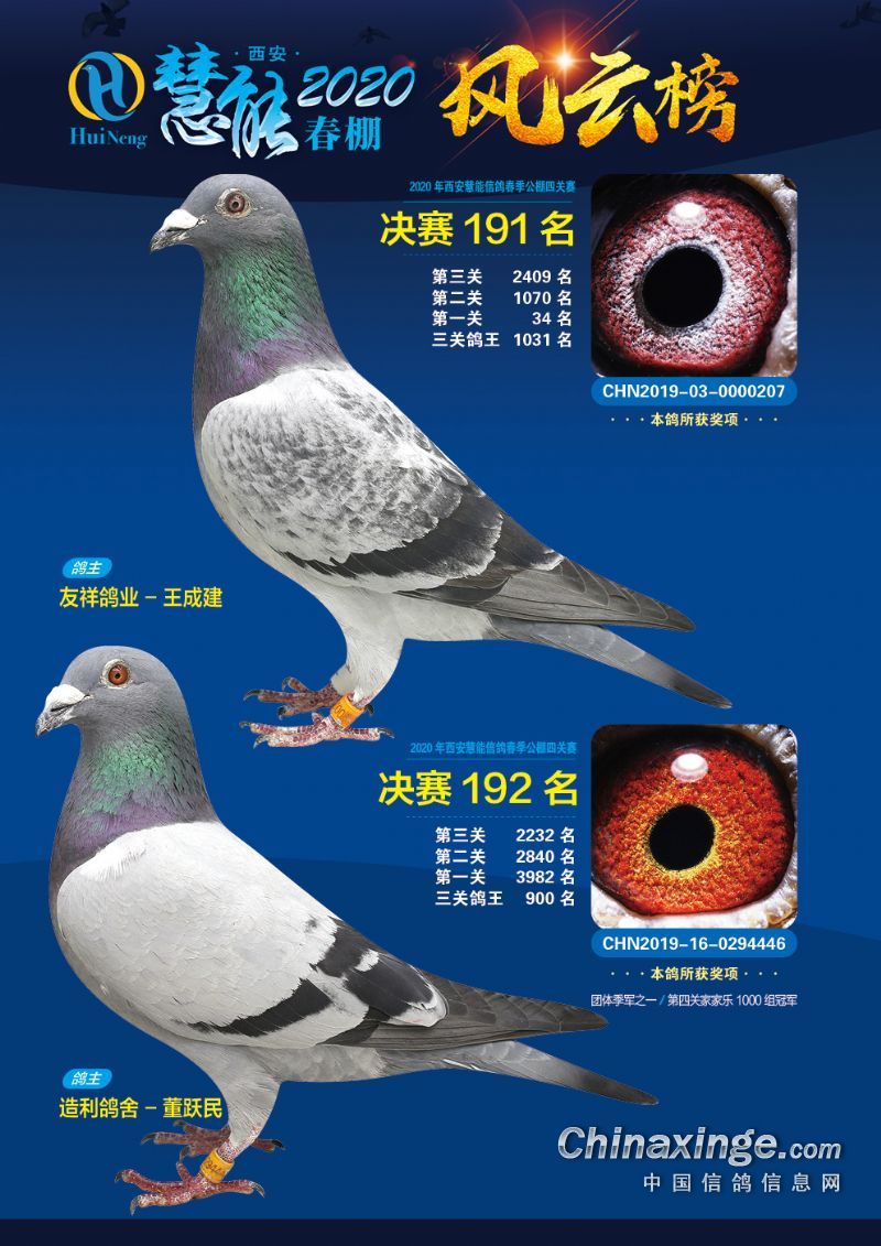 西安慧能春棚2020年第六届决赛获奖鸽照片(191-200)