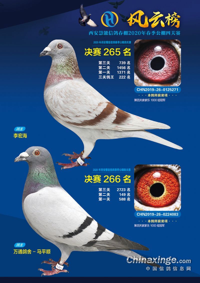 西安慧能春棚2020年第六届决赛获奖鸽照片(201-300)