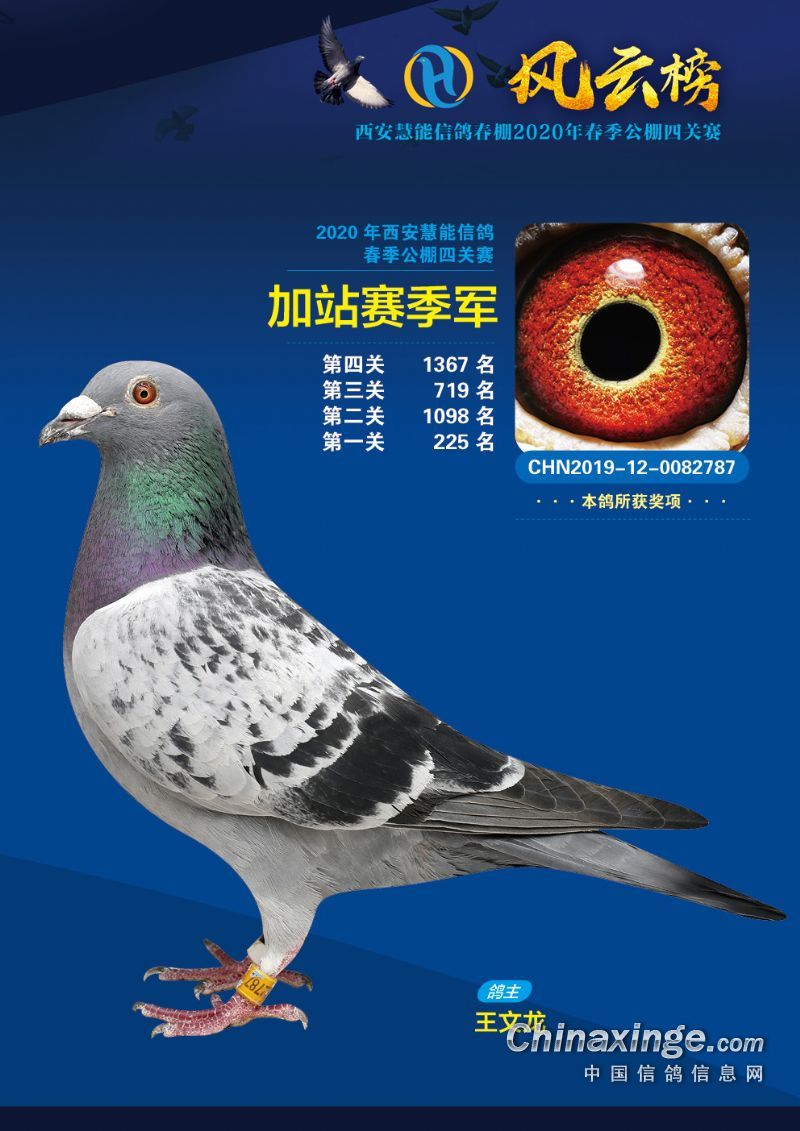 西安慧能春棚2020年第六届加站赛获奖鸽照片(1-90)