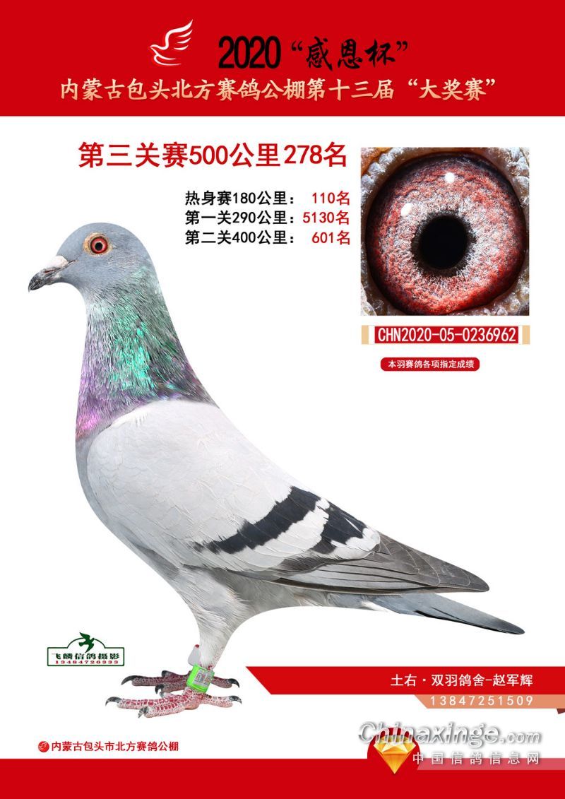北方公棚获奖优胜鸽欣赏276-300名