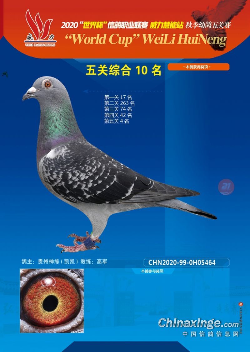 2020年获奖鸽照片 冠军-50名 威力慧能信鸽俱乐部 中信网各地公棚