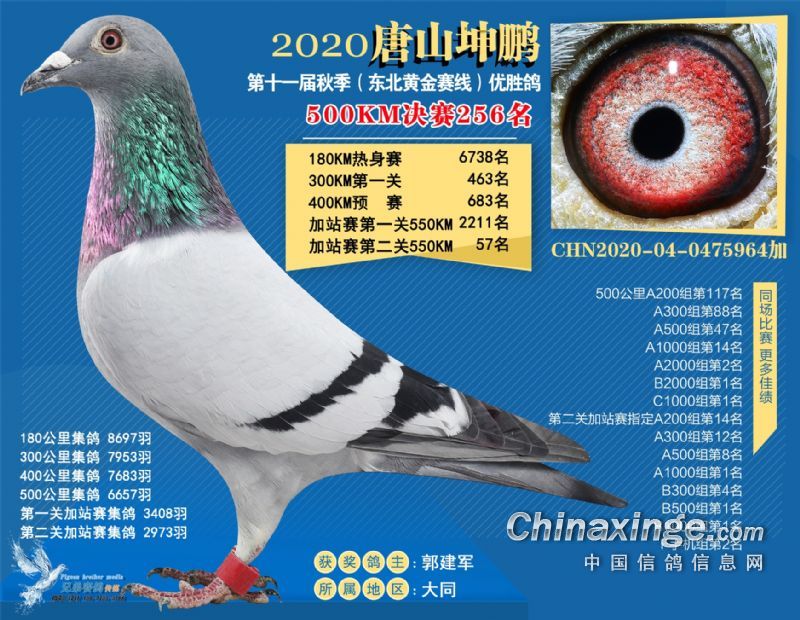 河北唐山坤鹏赛鸽城2020年决赛获奖鸽赏析(251-300)