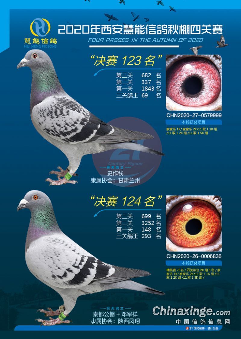 2020年西安慧能信鸽秋棚获奖鸽照片(101-150名)