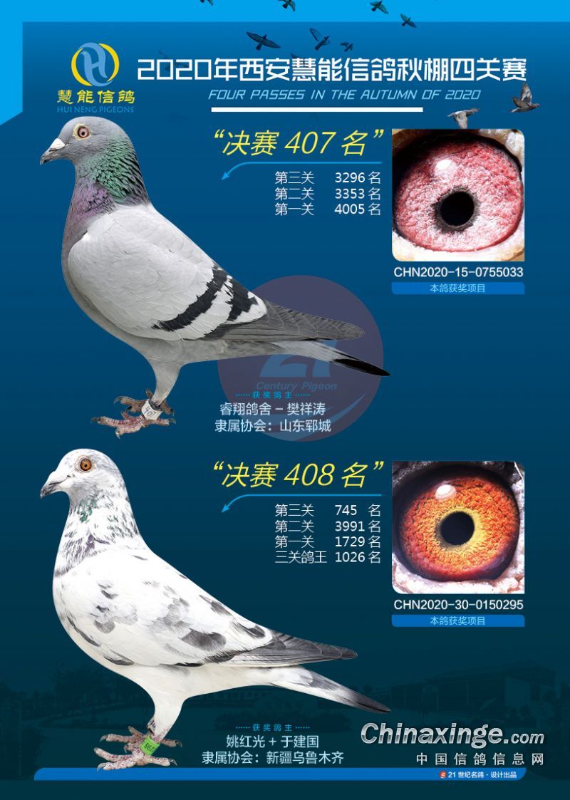 2020年西安慧能信鸽秋棚获奖鸽照片401450名