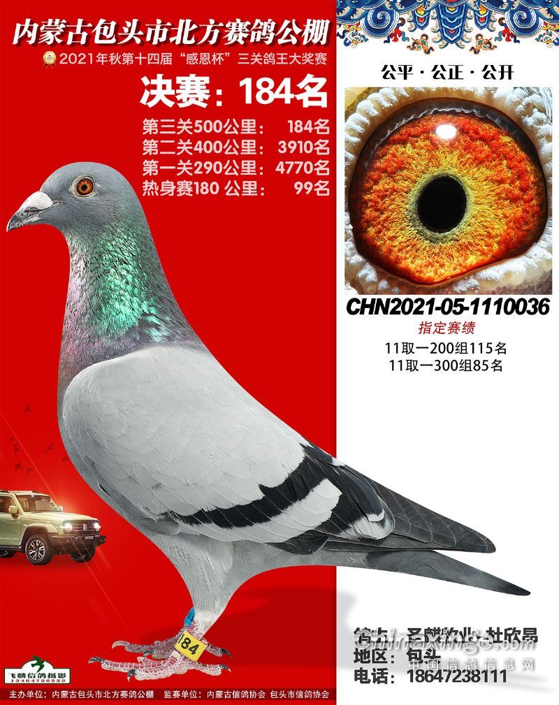 北方公棚获奖优胜鸽欣赏176200名