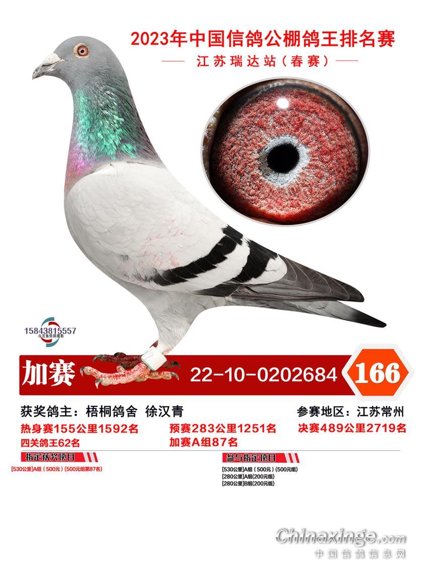 江苏瑞达（春）：加站赛奖鸽51-100名奖鸽欣赏,江苏瑞达国际赛鸽公 