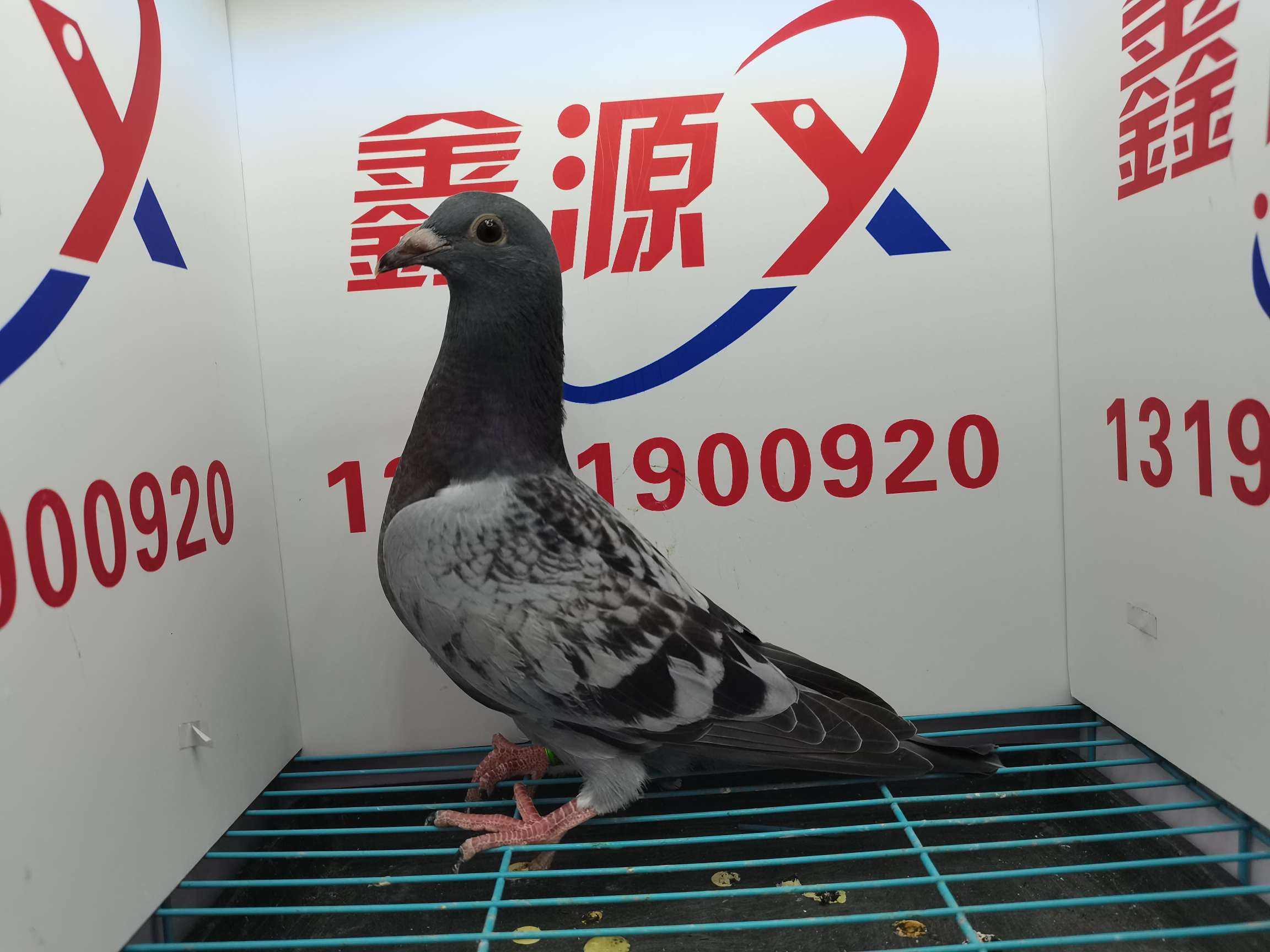 养殖业发展前景分开元棋牌- 开元棋牌官方网站- 开元棋牌APP下载析