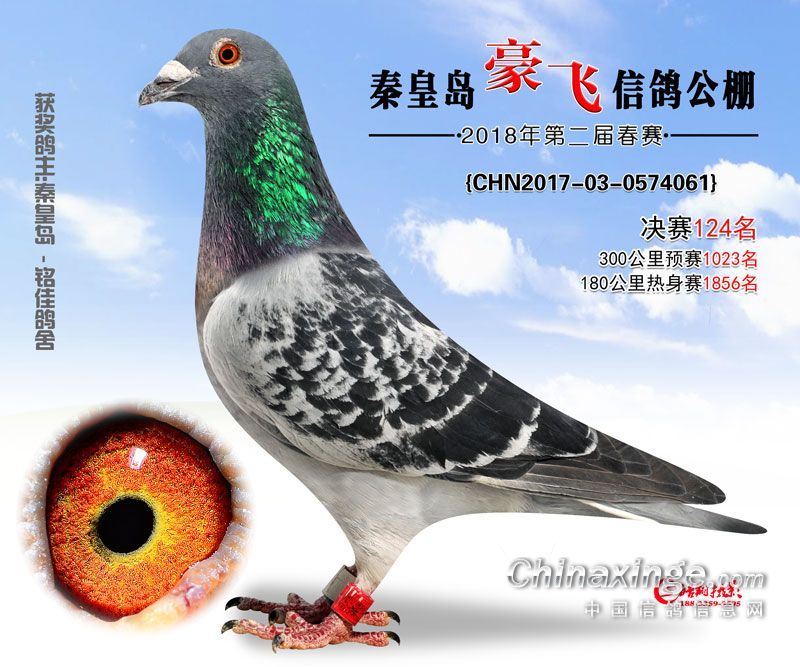 豪飞公棚 2018年春季赛获奖鸽照片101~200名
