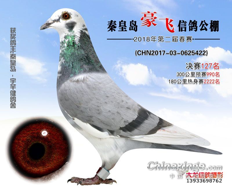 豪飞公棚 2018年春季赛获奖鸽照片101~200名