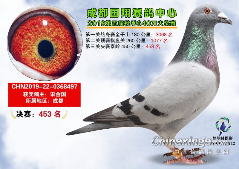 成都国翔赛鸽中心 - 中信网各地公棚信息www.chinaxinge.com