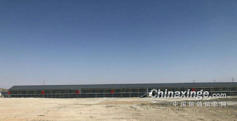 2020年内蒙古乌兰察布市宇翔信鸽公棚