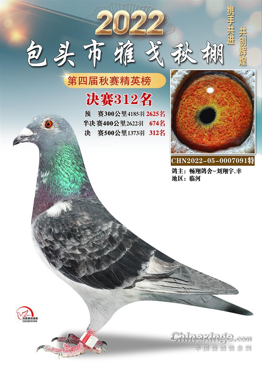雅戈公棚500公里决赛301-406图集鉴赏 - 内蒙古包头市雅戈赛鸽公棚