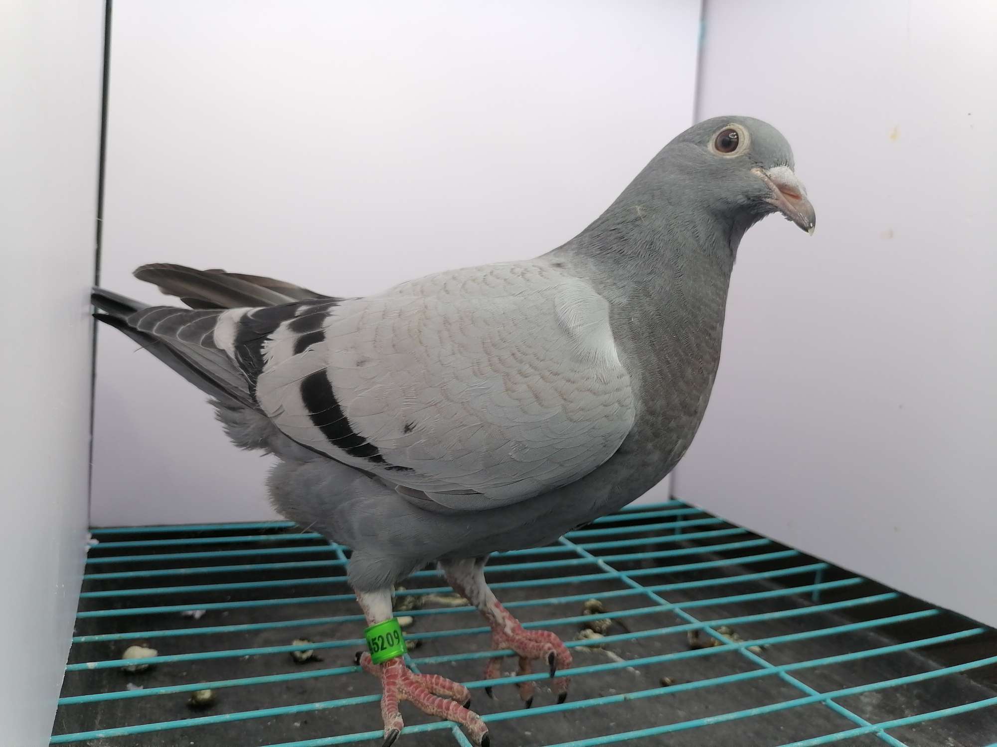 开元棋牌- 开元棋牌官方网站- 开元棋牌APP下载城里人在超市抢不到农村人却在地里发愁！这3个种植项目如何？